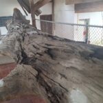 ชาวบ้านแห่ไหว้ ตะเคียนทองโบราณ ขอเลขเด็ดได้สมใจ เล็งเสี่ยงโชค หวังรวยรับปีใหม่