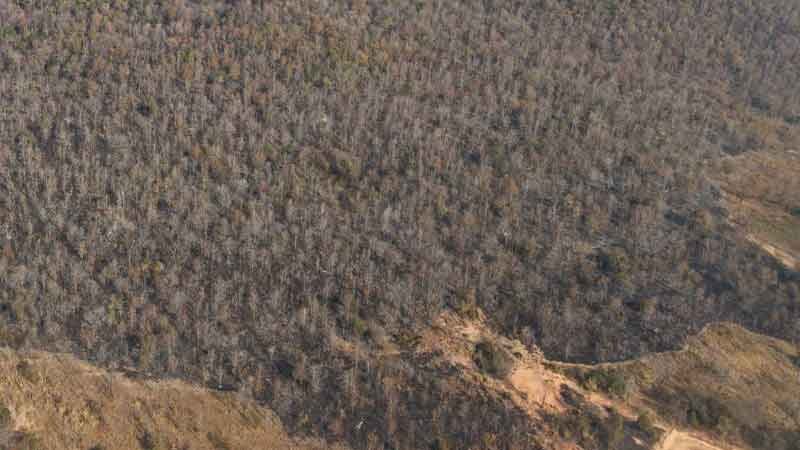 Forest fire devastates over 2,000 rai on Phu Lam Yai Mountain | News by Thaiger