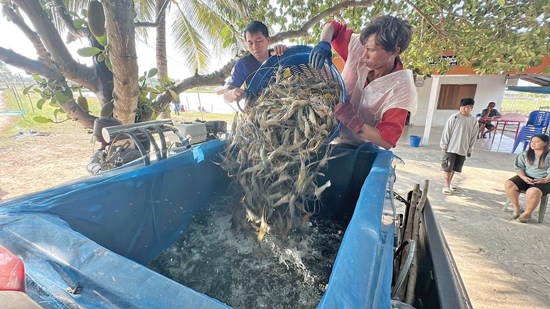 หลาก&หลาย - พลิกไร่นาเลี้ยงกุ้งก้ามกราม รายได้งามออร์เดอร์เพียบไม่พอขาย