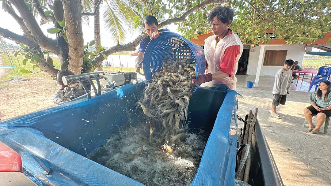 หลาก&หลาย - พลิกไร่นาเลี้ยงกุ้งก้ามกราม รายได้งามออร์เดอร์เพียบไม่พอขาย