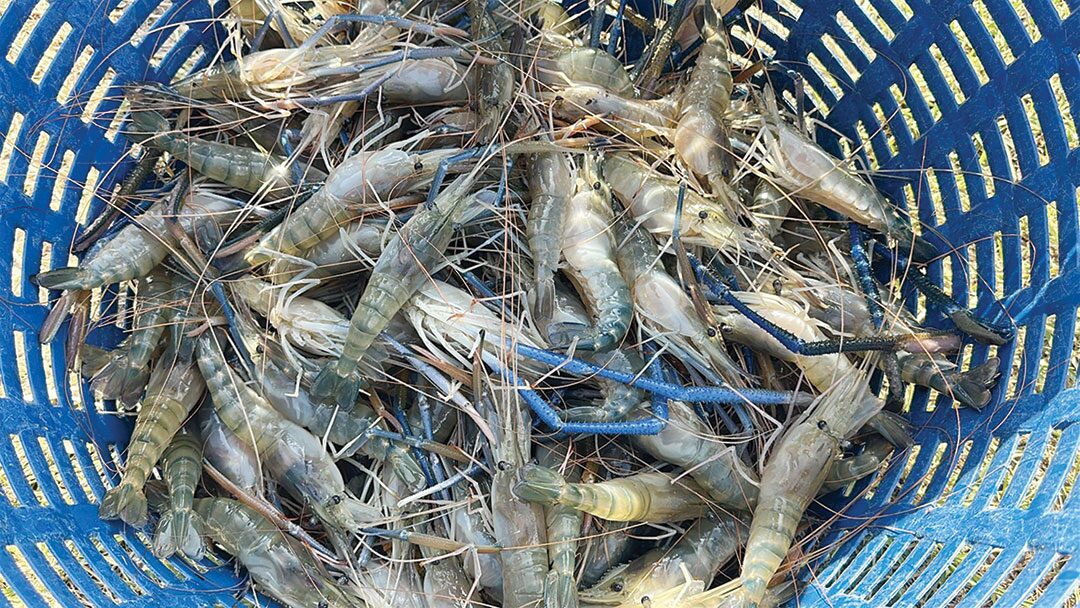 หลาก&หลาย - พลิกไร่นาเลี้ยงกุ้งก้ามกราม รายได้งามออร์เดอร์เพียบไม่พอขาย