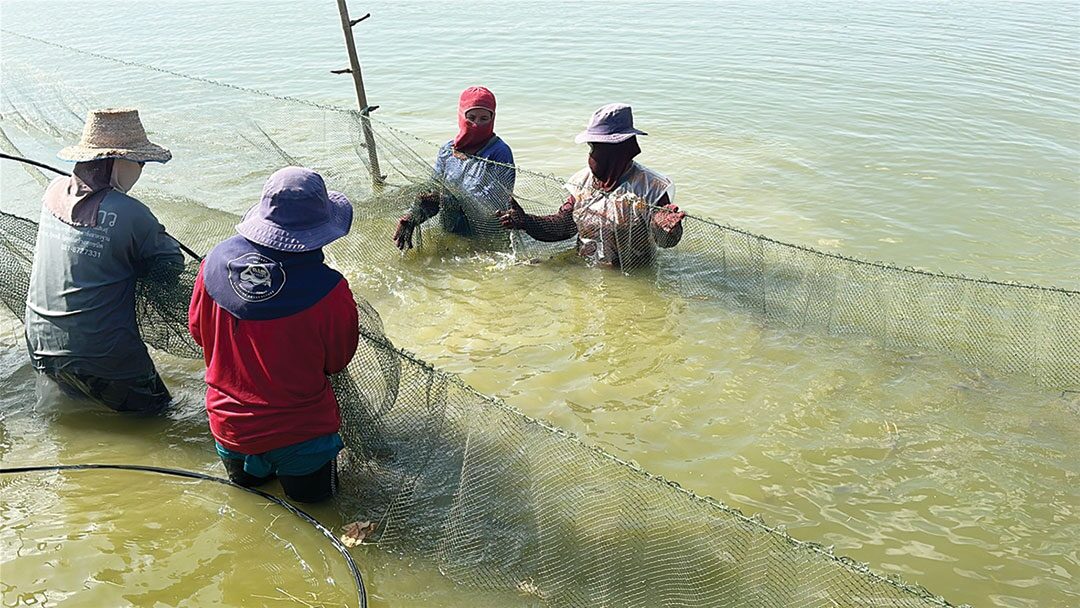หลาก&หลาย - พลิกไร่นาเลี้ยงกุ้งก้ามกราม รายได้งามออร์เดอร์เพียบไม่พอขาย