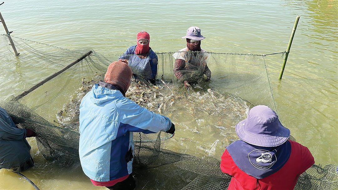 หลาก&หลาย - พลิกไร่นาเลี้ยงกุ้งก้ามกราม รายได้งามออร์เดอร์เพียบไม่พอขาย