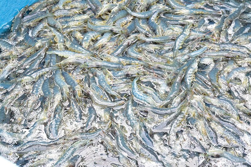 หลาก&หลายเกษตร - ฝึกเลี้ยง‘กุ้งขาวแวนนาไม’ สร้างรายได้นักศึกษาระหว่างเรียน