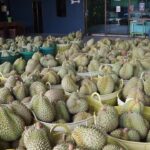 ตรุษจีน กระอักเลือด ผู้ประกอบการ-ชาวสวน ทุเรียน ส่งออกจีนไม่ได้ เสียหายพันล้านบาท