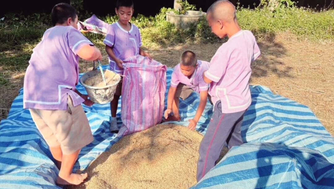 สดจากเยาวชน - เด็กก๊อหลวงพะเยา ฝึกทำนาฟาดข้าว