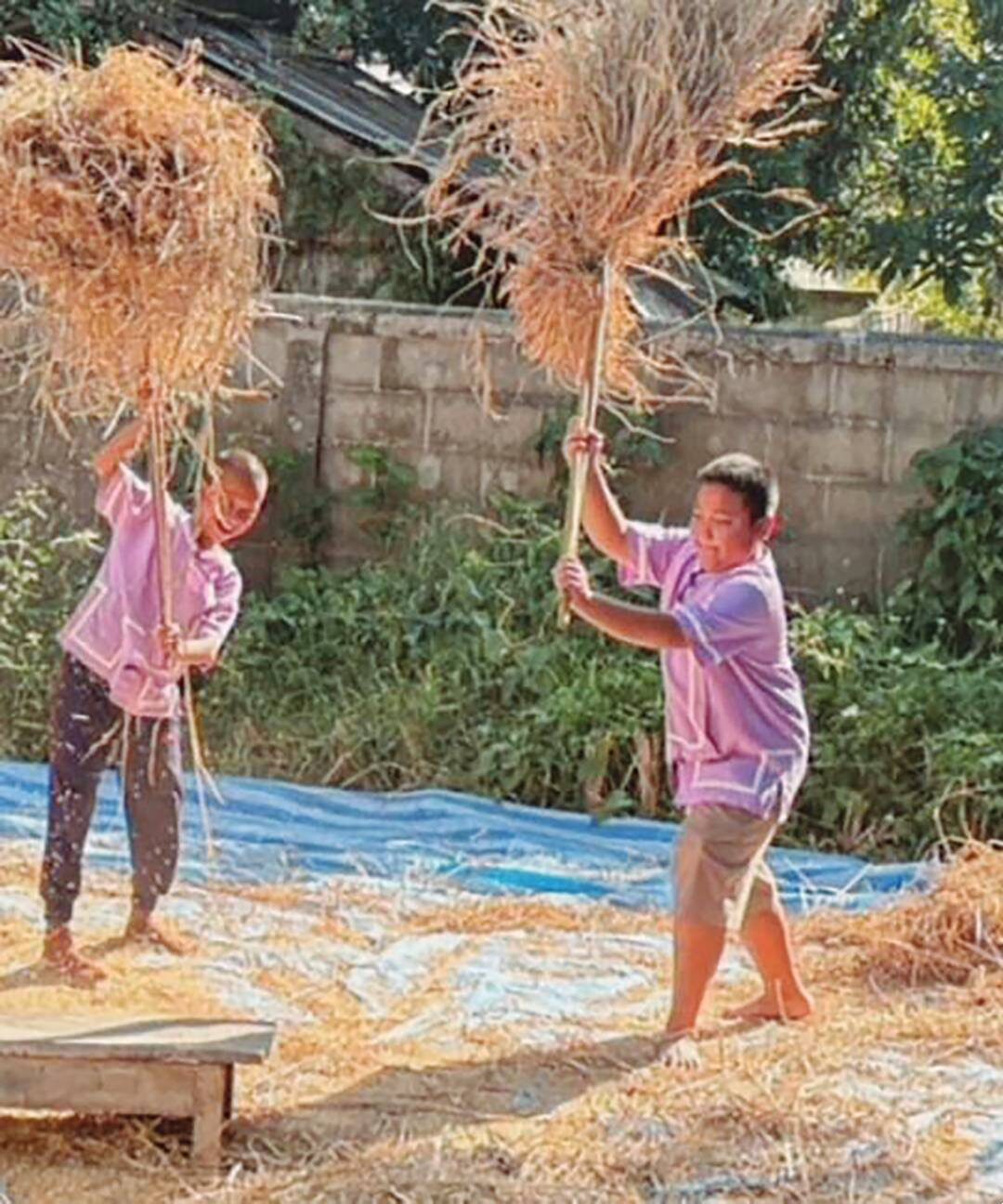สดจากเยาวชน - เด็กก๊อหลวงพะเยา ฝึกทำนาฟาดข้าว