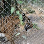 สยาม ไวเนอรี่ ทุ่มงบฯ หนุน ห้วยขาแข้ง สร้างแหล่งอาหารสัตว์กลางป่า สกัดช้างบุกไร่ ลดเผชิญหน้าคน-สัตว์ป่า
