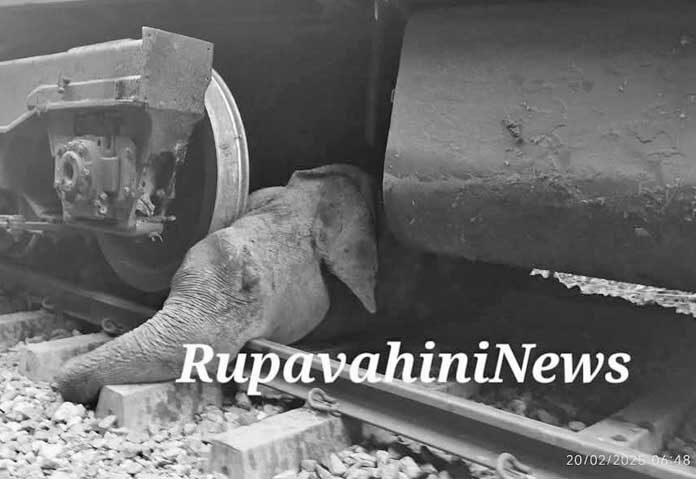 รถไฟโดยสารพุ่งชน “ฝูงช้าง” ตายอนาถ 6 ตัว-ใกล้เขตรักษาพันธุ์สัตว์ป่าในศรีลังกา
