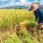 สมาคมโรงสีอีสาน หนุนมาตรการรัฐ ดันราคาข้าวนาปรังขึ้น แนะเร่งตั้งตลาดซื้อขายล่วงหน้า
