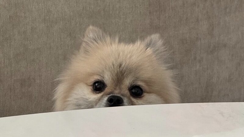 ก้อย
