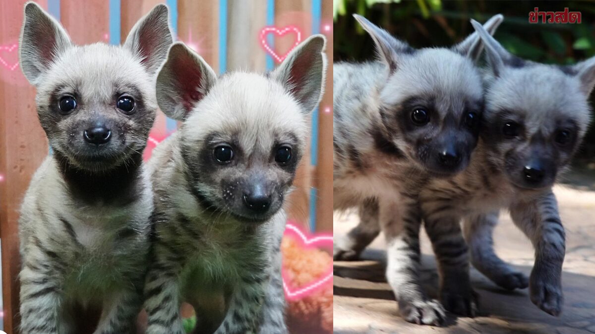 .เชียงใหม่ ไนท์ซาฟารี เปิดให้โหวตตั้งชื่อ ลูกไฮยีน่าลายแถบ.