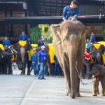 ช้างสวนนงนุช มีลูกชาย 5 เชือก ฉลองอย่างยิ่งใหญ่เป็นของขวัญปีใหม่ 2568