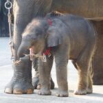 ช้างสวนนงนุช มีลูกชาย 5 เชือก ฉลองอย่างยิ่งใหญ่เป็นของขวัญปีใหม่ 2568