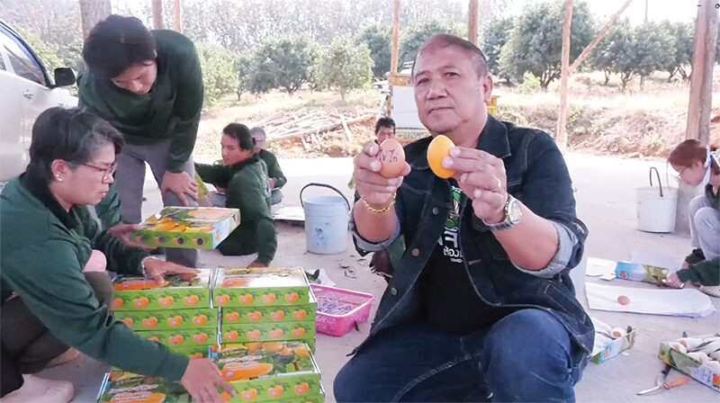 มะยงชิด จ.พิจิตร