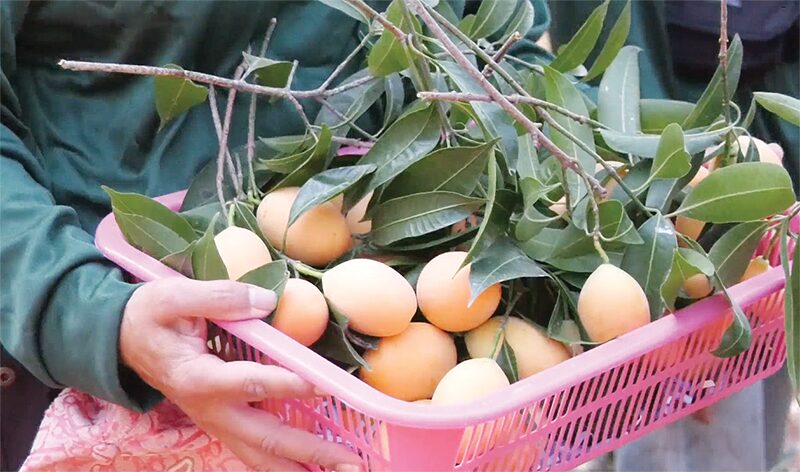 มะยงชิด จ.พิจิตร
