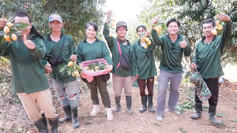 มะยงชิด จ.พิจิตร