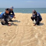 กรมรัพยากรทะเล เฮ! เต่าทะเลขึ้นวางไข่เพิ่มอีก 5 รัง ชายหาดพังงา ชี้ระบบนิเวศสมบูรณ์