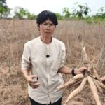 ชาวไร่ทุกข์ ไม่ขุดมันสำปะหลังขาย ราคาตกต่ำสุดในรอบ 20 ปี ขุดไม่คุ้มทุน วอนรัฐช่วยด่วน