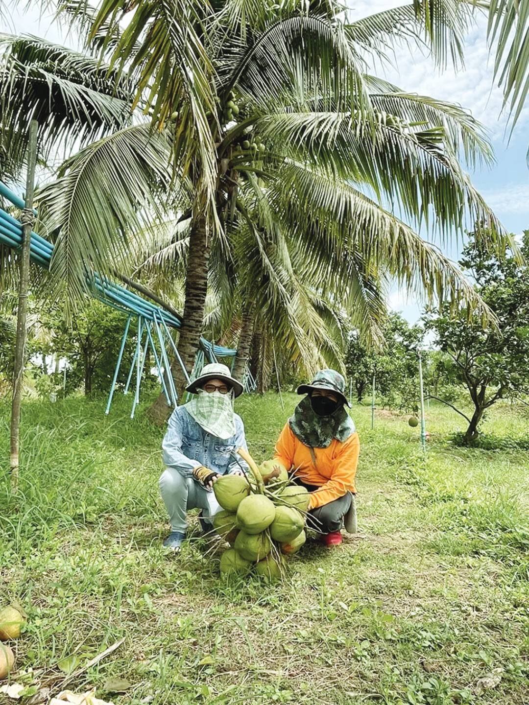 หลาก&หลาย - กรมวิชาการเกษตร ปลูกมะพร้าวน้ำหอมดินเค็ม-รสชาติหวาน