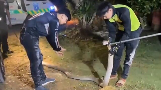 Dog alerts owners to 5-metre king cobra under car bonnet | News by Thaiger