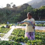 สตรอว์เบอร์รี พรีเมียม ดอยคำ ผลผลิตจากเกษตรกรไทย เนื้อแดง รสชาติหวาน กลิ่นหอม การันตีมาตรฐานสากล