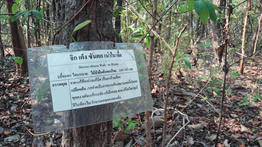 เที่ยววัดวันหยุด - ชมสวนป่าสมุนไพร ‘วัดป่าอรัญญิกาวาส’