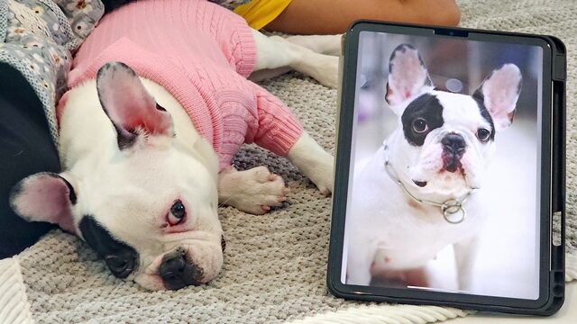 Pawsome comeback: Thai woman spends 6m baht to clone pet dog | News by Thaiger