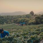สตรอว์เบอร์รี พรีเมียม ดอยคำ ผลผลิตจากเกษตรกรไทย เนื้อแดง รสชาติหวาน กลิ่นหอม การันตีมาตรฐานสากล