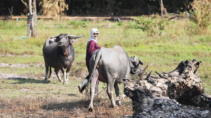 สดจากเยาวชน - เมื่อลูกแม่น้ำมูน สู่‘หลิน วัวงาม’