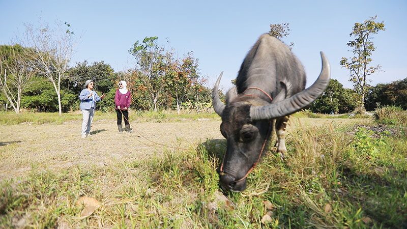 สดจากเยาวชน - เมื่อลูกแม่น้ำมูน สู่‘หลิน วัวงาม’