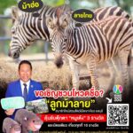 สวนสัตว์เปิดเขาเขียว ชวนโหวตตั้งชื่อลูกม้าลาย 'ม้าฮ่อ-ลายไทย' ลุ้นรับตุ๊กตา 'หมูเด้ง'