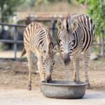 ฉลองปิดเทอม สวนสัตว์เปิดเขาเขียว ชวนชมสมาชิกใหม่ ลูกม้าลาย 'น้องลายไทย' น่ารักตัวตึงล่าสุด