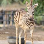 ฉลองปิดเทอม สวนสัตว์เปิดเขาเขียว ชวนชมสมาชิกใหม่ ลูกม้าลาย 'น้องลายไทย' น่ารักตัวตึงล่าสุด