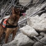 'น้องจิ๋ว' สุนัขทหาร กองทัพบก เสริมทัพ K9 ลุยภารกิจค้นหาคนติดใต้ซากอาคารถล่ม