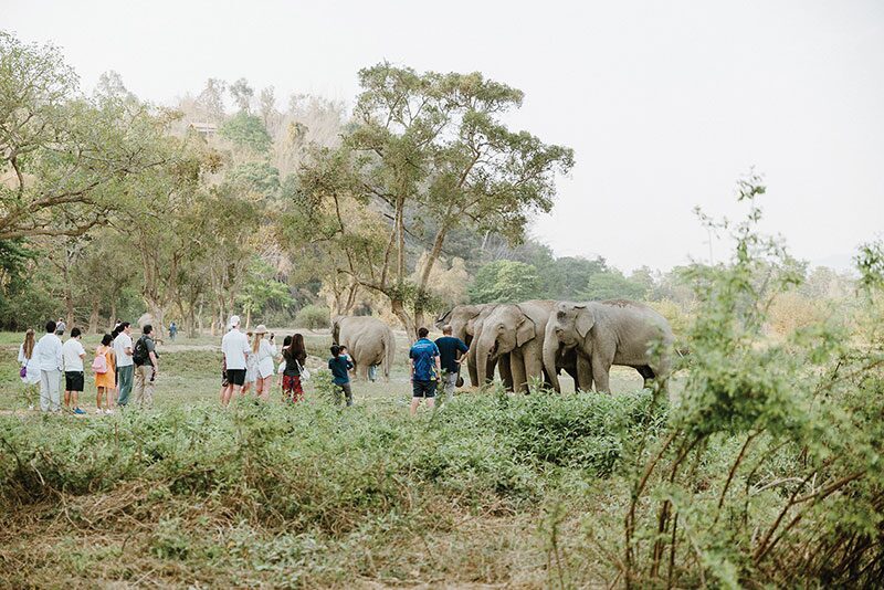 สดจากเยาวชน - สัมผัสวิถีธรรมชาติ ฉลองวันช้างไทย