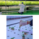 ARDA เปิดไอเท็มเด็ดวงการ Anti-aging สร้าง Plant Factory เพิ่มมูลค่า ‘กะเพรา’  