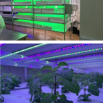 ARDA เปิดไอเท็มเด็ดวงการ Anti-aging สร้าง Plant Factory เพิ่มมูลค่า ‘กะเพรา’  