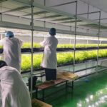 ARDA เปิดไอเท็มเด็ดวงการ Anti-aging สร้าง Plant Factory เพิ่มมูลค่า ‘กะเพรา’  