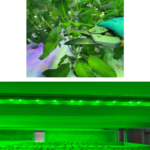 ARDA เปิดไอเท็มเด็ดวงการ Anti-aging สร้าง Plant Factory เพิ่มมูลค่า ‘กะเพรา’  