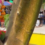 โค้งสุดท้ายมาแล้ว เลขเด็ดคำชะโนด ชาวบ้านแห่ส่อง เลขโผล่เด่นเห็นชัด เล็งเสี่ยงโชค