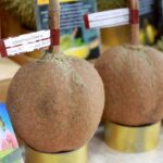 สยามพารากอน สนับสนุนเกษตรกรไทย จัดเต็มทุเรียน 40 สายพันธุ์ อิ่มไม่อั้นบุฟเฟต์ทุเรียน