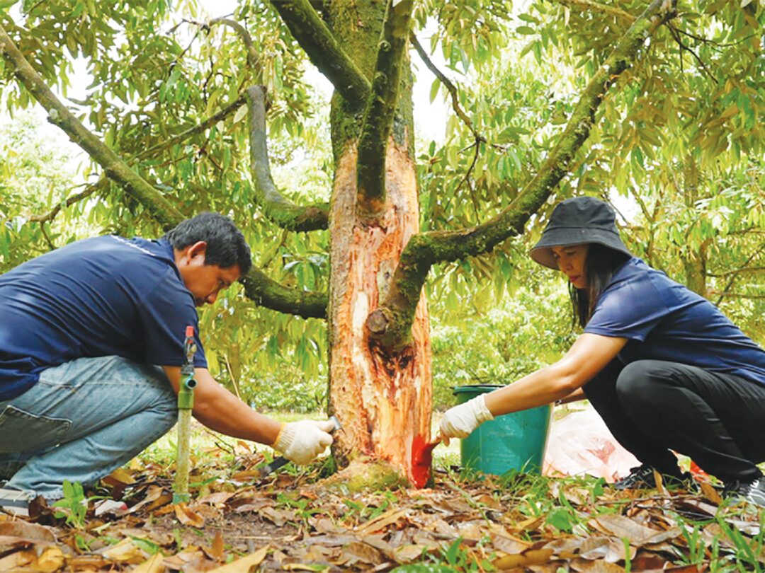 หลาก&หลาย - เจ๋ง!ใช้เห็ดเรืองแสงสิรินรัศมี คุมโรคราก-โคนเน่าทุเรียน