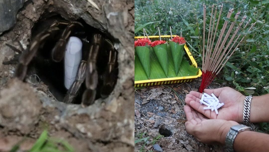 .มาแล้ว! เลขเด็ด พญาบึ้งแม่ลูกอ่อน คอหวยแห่ส่องเห็นชัด เล็งเสี่ยงดวงรับโชคสงกรานต์.