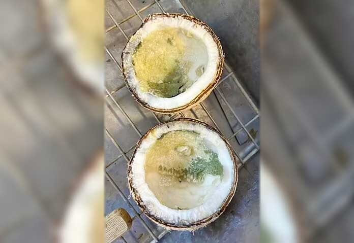 อุทาหรณ์ชายเดนมาร์กจิบ “น้ำมะพร้าวเน่า” แค่ 26 ชั่วโมงเชื้อราขึ้นสมอง-ดับสลด