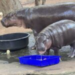 สงกรานต์สวนสัตว์เปิดเขาเขียว คึกคักแห่ชม 'น้องหมูเด้ง' วัย 9 เดือน ขวัญใจคนทั้งโลก