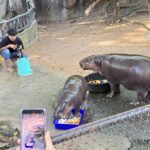 สงกรานต์สวนสัตว์เปิดเขาเขียว คึกคักแห่ชม 'น้องหมูเด้ง' วัย 9 เดือน ขวัญใจคนทั้งโลก