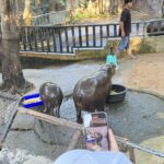 สงกรานต์สวนสัตว์เปิดเขาเขียว คึกคักแห่ชม 'น้องหมูเด้ง' วัย 9 เดือน ขวัญใจคนทั้งโลก