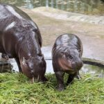 สงกรานต์สวนสัตว์เปิดเขาเขียว คึกคักแห่ชม 'น้องหมูเด้ง' วัย 9 เดือน ขวัญใจคนทั้งโลก