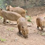 สงกรานต์สวนสัตว์เปิดเขาเขียว คึกคักแห่ชม 'น้องหมูเด้ง' วัย 9 เดือน ขวัญใจคนทั้งโลก